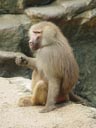 hamadryas baboon (papio hamadryas), enjoying a twig