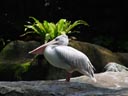 pink-backed pelican (pelecanus rufescens?)