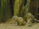 south african ground squirrels (xerus inauris). 2005-11-12, Sony Cybershot DSC-F717.