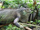 green iguana (iguana iguana?). 2005-11-12, Sony Cybershot DSC-F717.