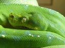 green tree python (morelia viridis). 2005-11-12, Sony Cybershot DSC-F717. keywords: snake, schlange