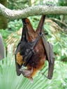 malayan flying fox (pteropus vampyrus), with pup. 2005-11-12, Sony Cybershot DSC-F717. keywords: jungtier, flughund, baby flughundebaby, flying fox baby, pup