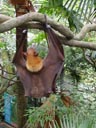 malayan flying fox (pteropus vampyrus), peeing