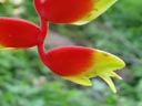 hanging lobster claw (heliconia rostrata or h. marginata), closeup