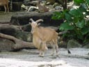 barbary sheep (ammotragus lervia). 2005-11-12, Sony Cybershot DSC-F717.