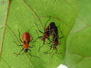 cotton stainer bugs (dysdercus decussatus) - juvenile and two adults. 2005-11-13, Sony Cybershot DSC-F717.