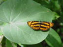 lascar (pantoporia paraka). 2005-11-13, Sony Cybershot DSC-F717. keywords: orange brown butterfly