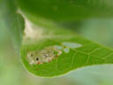 a crab spider (thomisus sp.). 2005-11-13, Sony Cybershot DSC-F717.