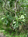 sea poison tree (barringtonia asiatica). 2005-11-13, Sony Cybershot DSC-F717.