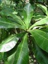 sea poison tree (barringtonia asiatica). 2005-11-13, Sony Cybershot DSC-F717. keywords: fischgiftbaum