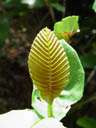 salam, indonesian bay leaf (eugenia polyantha). 2005-11-13, Sony Cybershot DSC-F717. keywords: salamblatt