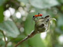 cotton stainer bug, juvenile (dysdercus decussatus). 2005-11-13, Sony Cybershot DSC-F717.