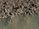 green mussels (perna viridis). 2005-11-13, Sony Cybershot DSC-F717. keywords: mytilidae mussel