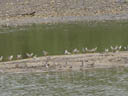 common redshanks (tringa totanus?). 2005-11-13, Sony Cybershot DSC-F717.