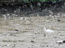 little egret (egretta garzetta). 2005-11-13, Sony Cybershot DSC-F717.