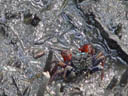 sesarmine crab (chiromantes eumolpe)