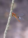 orange dragonfly. 2005-11-13, Sony Cybershot DSC-F717.