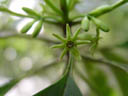 bruguiera blütenstand (bruguiera sp.) || foto details: 2005-11-13, sungei buloh wetland reserve / singapore, Sony Cybershot DSC-F717. keywords: green star flower