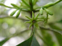 bruguiera flower (bruguiera sp.). 2005-11-13, Sony Cybershot DSC-F717. keywords: green star flower