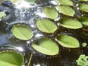 a floating fern (salvinia natans). 2005-11-13, Sony Cybershot DSC-F717.