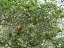 ein eisvogel (art?) || foto details: 2005-11-13, sungei buloh wetland reserve / singapore, Sony Cybershot DSC-F717.
