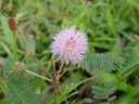 mimosa (mimosa pudica). 2005-11-14, Sony Cybershot DSC-F717.