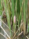 a strange (and pink!) egg-clutch