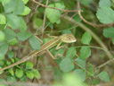 a lizard in the shrub. 2005-11-14, Sony Cybershot DSC-F717.