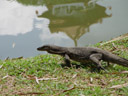 a monitor lizard (varanus sp.) flies. 2005-11-14, Sony Cybershot DSC-F717.