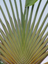palm closeup