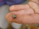 the culprit: a paralysis tick (ixodes holocyclus). 2005-11-20, Sony Cybershot DSC-F717. keywords: pteropus conspicillatus, spectacled flying-fox, brillenflughund