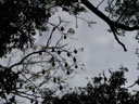flying foxes hanging on the trees like fruit. 2005-11-20, Sony Cybershot DSC-F717. keywords: pteropus conspicillatus, spectacled flying-fox, brillenflughund,