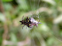 spiny spider (astracantha vittata, formerly gasteracantha fornicata), from below. 2005-11-20, Sony Cybershot DSC-F717. keywords: astracantha vittata
