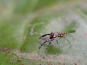 spider. 2005-11-20, Sony Cybershot DSC-F717.