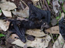 bat carcasses, lying everywhere. 2005-11-20, Sony Cybershot DSC-F717. keywords: pteropus conspicillatus, spectacled flying-fox, brillenflughund