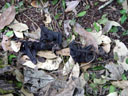 bat carcasses, lying everywhere. 2005-11-20, Sony Cybershot DSC-F717. keywords: pteropus conspicillatus, spectacled flying-fox, brillenflughund