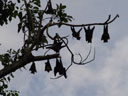 spectacled flying foxes (pteropus conspicillatus), hanging on a branch. 2005-11-20, Sony Cybershot DSC-F717. keywords: pteropus conspicillatus, spectacled flying-fox, brillenflughund,
