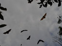 spectacled flying-foxes (pteropus conspicillatus) in the air. 2005-11-20, Sony Cybershot DSC-F717. keywords: pteropus conspicillatus, spectacled flying-fox, brillenflughund
