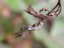 colourful caterpillar. 2005-11-20, Sony Cybershot DSC-F717.