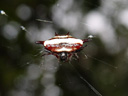 spiny spider (astracantha vittata, formerly gasteracantha fornicata), from above. 2005-11-20, Sony Cybershot DSC-F717.