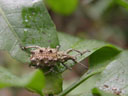 wattle pig (leptopius sp.?), a weevil. 2005-11-20, Sony Cybershot DSC-F717.