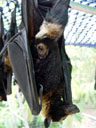 a cub, being nursed. 2005-11-17, Sony Cybershot DSC-F717. keywords: pteropus conspicillatus, spectacled flying-fox, brillenflughund