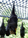 spectacled flying-fox (pteropus conspicillatus)
