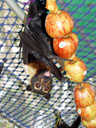 cute little pointy tongue. 2005-11-17, Sony Cybershot DSC-F717. keywords: pteropus conspicillatus, spectacled flying-fox, brillenflughund