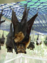 mum & cub. 2005-11-19, Sony Cybershot DSC-F717. keywords: pteropus conspicillatus, spectacled flying-fox, brillenflughund