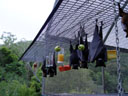 recently released junveniles came back to enjoy some more hospitality. 2005-11-19, Sony Cybershot DSC-F717. keywords: pteropus conspicillatus, spectacled flying-fox, brillenflughund