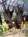 and to drink: fruit juice. 2005-11-20, Sony Cybershot DSC-F717. keywords: pteropus conspicillatus, spectacled flying-fox, brillenflughund, flying-fox' diet, flughunde-speiseplan