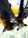and to drink: fruit juice. 2005-11-20, Sony Cybershot DSC-F717. keywords: pteropus conspicillatus, spectacled flying-fox, brillenflughund, flying-fox' diet, flughunde-speiseplan