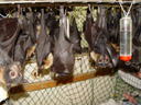 in the baby-cage. 2005-11-17, Sony Cybershot DSC-F717. keywords: pteropus conspicillatus, spectacled flying-fox, brillenflughund, baby, babies