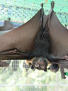 little one showing off. 2005-11-19, Sony Cybershot DSC-F717. keywords: pteropus conspicillatus, spectacled flying-fox, brillenflughund, baby, babies